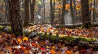 autumn foraging feels unique