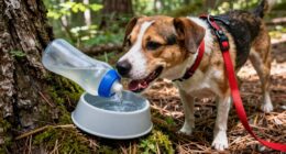 avoiding dehydration during hikes