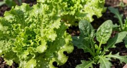 beginner friendly common greens
