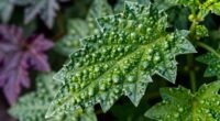 bitter plants reveal clues