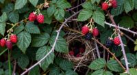 brambles provide food shelter