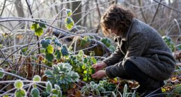 cold mornings enhance flavors