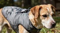 dog cooling solutions overview