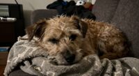 early signs of pet stress