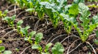 edible plants thrive disturbed soil
