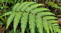 effective plant photography tips