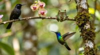 efficient stress free species learning