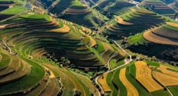 elevation affects harvest timing