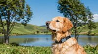 environmental effects on gps signals