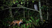ethics in nocturnal wildlife