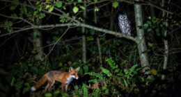 ethics in nocturnal wildlife