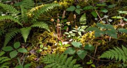 focus on plant community