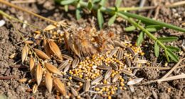 foraging for wild grains