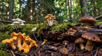 forest type influences mushrooms