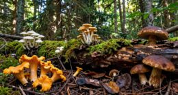 forest type influences mushrooms
