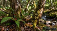 habitat based wild food mapping
