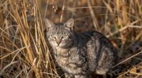 hiding indicates survival instinct