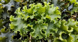 identifying green sea vegetables