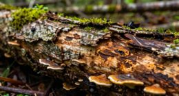 importance of rotting wood