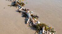 importance of wrack lines