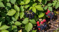 locations for wild berries
