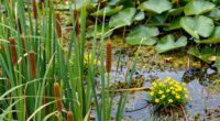 marsh plant adaptations explained
