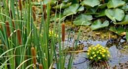 marsh plant adaptations explained