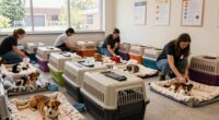 pet emergency shelter guidelines