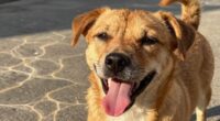 pet heat stroke symptoms