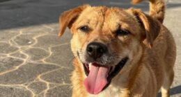 pet heat stroke symptoms