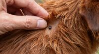pet tick inspection tips