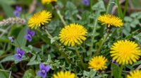 plants that deserve respect