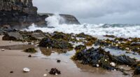 post rain coastal foraging risks