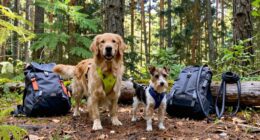 prepare dogs for hikes