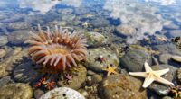 protect marine life habits