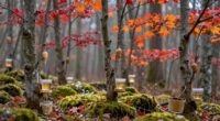 sap harvesting period