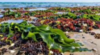 seaweed distribution by tide