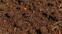 soil type influences discoveries