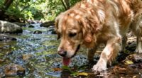stream water health risks