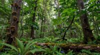 tree layers and foraging