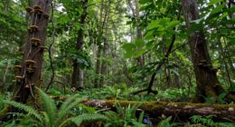 tree layers and foraging