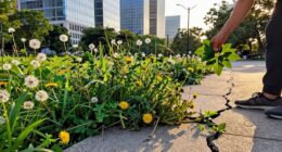 urban foraging safety tips