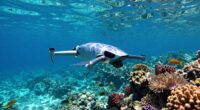 water clarity impacts visibility