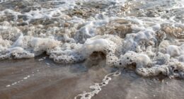 water quality indicators