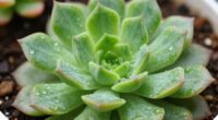 what plant should i choose