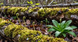 wild food season begins early