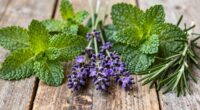 wild herbs for tea