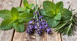 wild herbs for tea