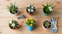 Help Your Backyard’s Baby Birds in June – 6 Flower and Plant Combinations to Keep Them Coming Back for More