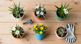 Help Your Backyard’s Baby Birds in June – 6 Flower and Plant Combinations to Keep Them Coming Back for More